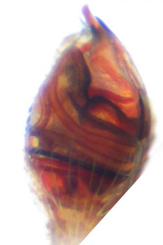 Réf. 89 748 : Episinus algiricus