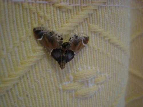 Réf. 89 853 : Pyralis farinalis