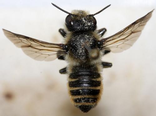 Réf. 89 605 : Megachile melanopyga