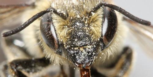 Réf. 89 611 : Megachile melanopyga