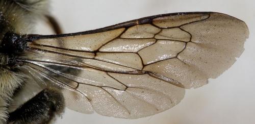 Megachile melanopyga
