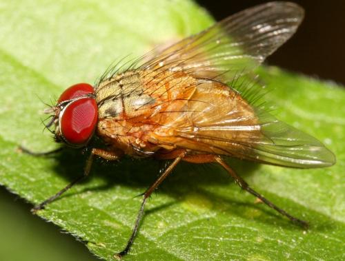 Réf. 89 790 : Mydaea lateritia