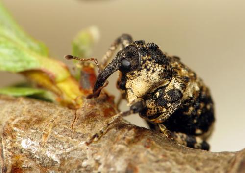 Cryptorhynchus lapathi