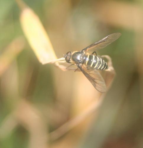 Lomatia sp.