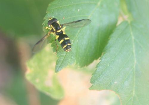 Philhelius sp.