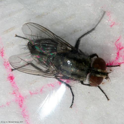 Réf. 89 394 : Amobia sp.