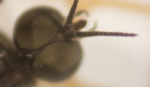Réf. 89 681 : Sylvicola punctatus