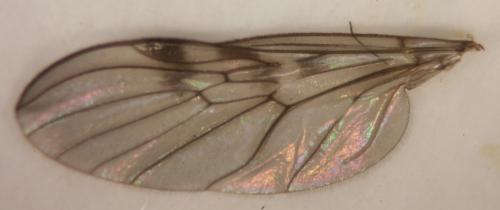 Réf. 89 682 : Sylvicola punctatus