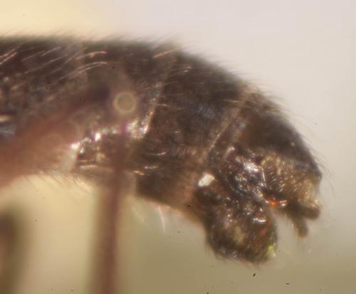 Réf. 89 683 : Sylvicola punctatus