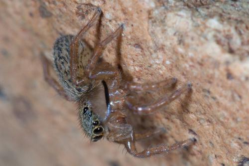 Réf. 89 080 : Euophrys frontalis