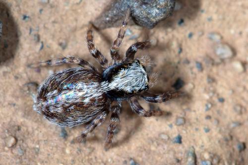 Pseudeuophrys lanigera