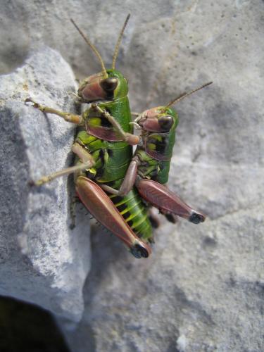 Réf. 89 761 : Cophopodisma pyrenaea