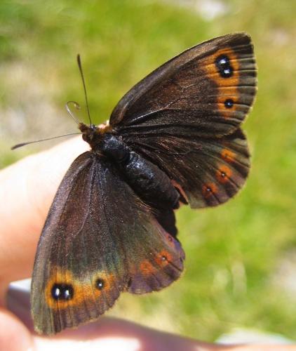 Erebia pronoe