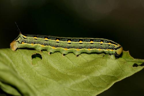 Hyles livornica