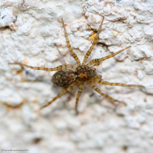 Réf. 89 392 : Pardosa sp.
