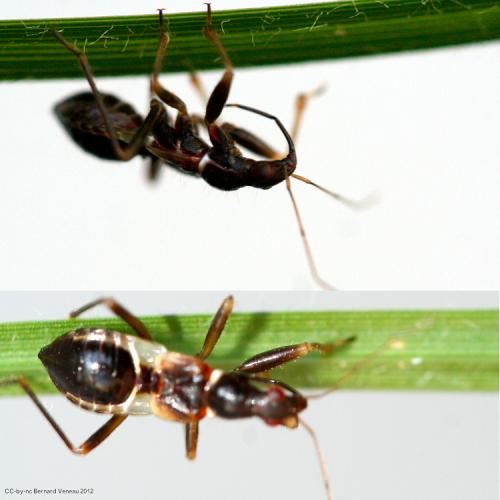 Himacerus mirmicoides