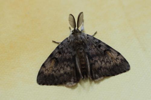 Lymantria dispar