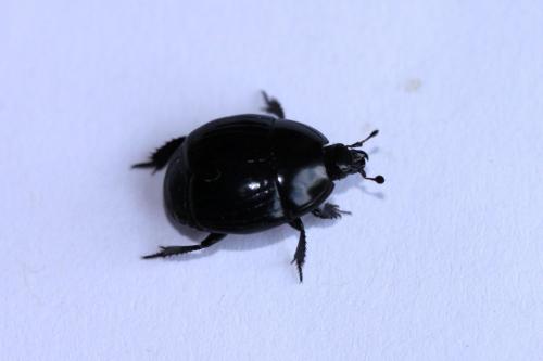Réf. 89 188 : Hister unicolor