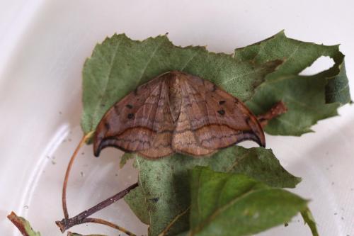 Drepana curvatula
