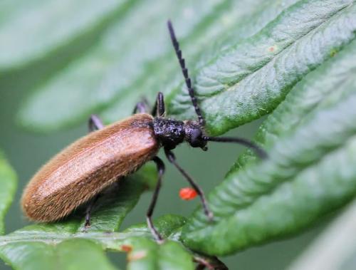 Réf. 89 242 : Lagria sp.