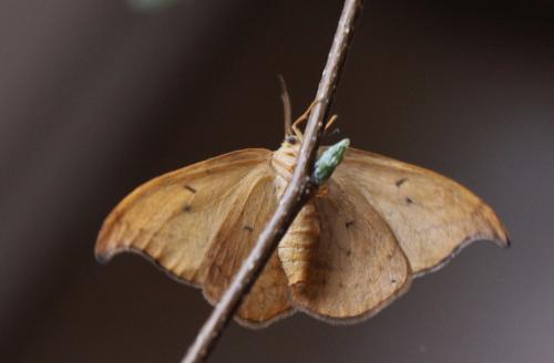 Drepana curvatula