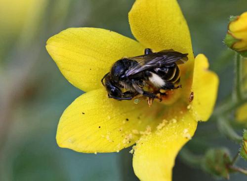 Macropis europaea
