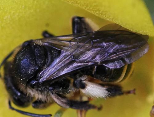 Macropis europaea