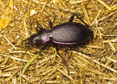 Carabus planicollis