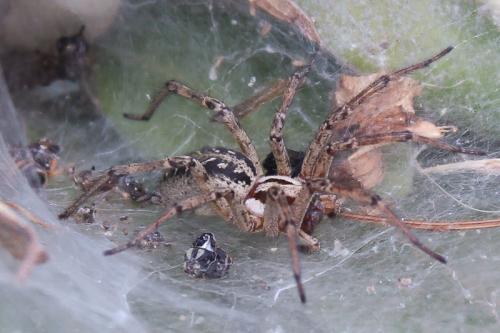 Agelena labyrinthica