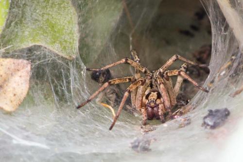 Agelena labyrinthica