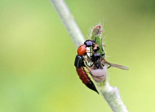 Réf. 89 082 : Paederus littoralis