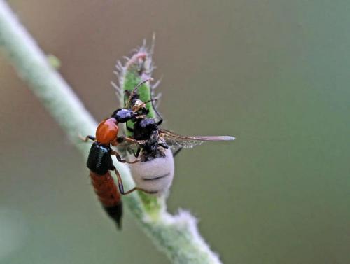 Réf. 89 083 : Paederus littoralis