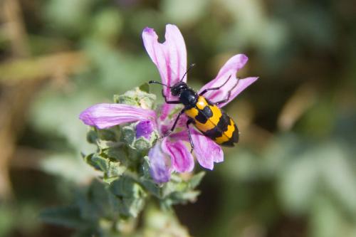 Réf. 89 921 : Mylabris variabilis
