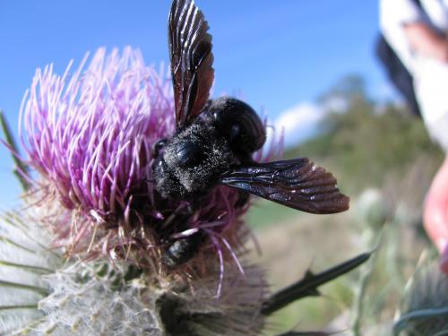 Xylocopa sp.
