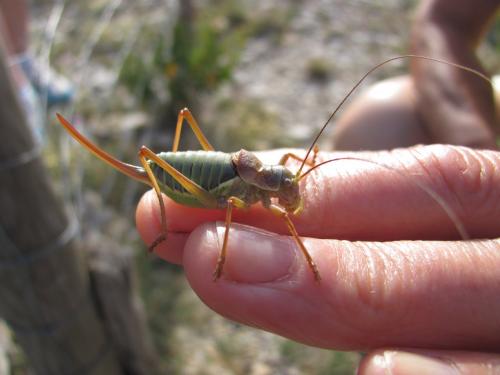 Ephippiger diurnus diurnus