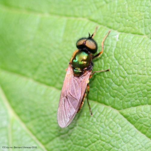 Chloromyia formosa