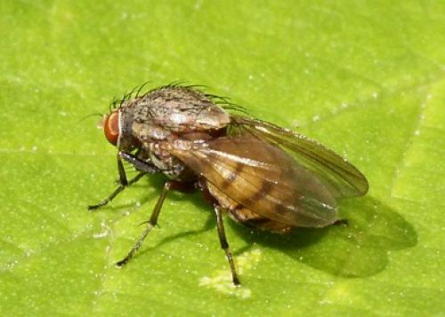 Minettia sp.