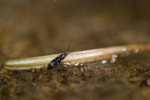 Réf. 89 472 : Stactobia sp.