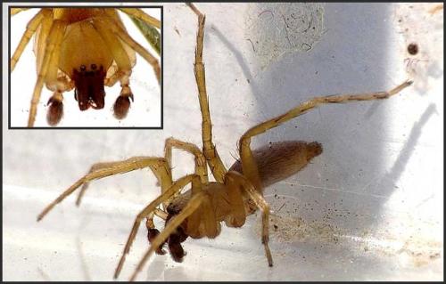 Réf. 89 430 : Clubiona terrestris