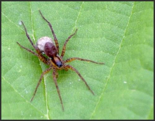 Réf. 89 618 : Pardosa nigriceps