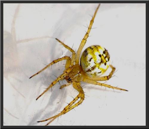 Réf. 89 823 : Mangora acalypha