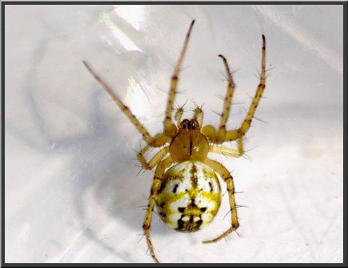 Réf. 89 822 : Mangora acalypha