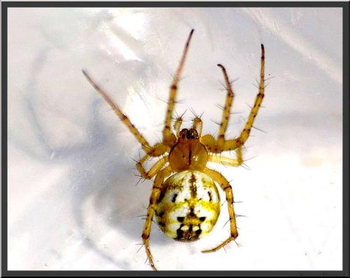 Mangora acalypha