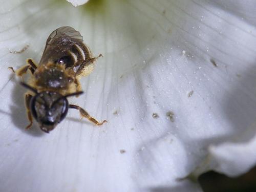 Lasioglossum sp.