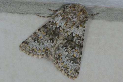 Réf. 89 014 : Hecatera dysodea