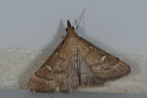 Réf. 89 143 : Dolicharthria punctalis