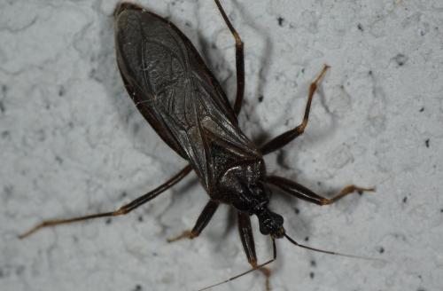 Reduvius personatus