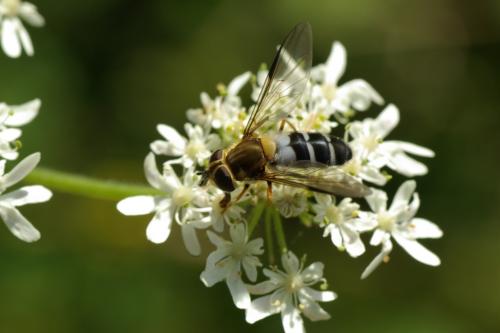 Réf. 89 429 : Leucozona glaucia