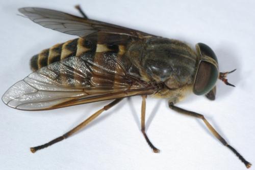 Réf. 89 451 : Tabanus sudeticus