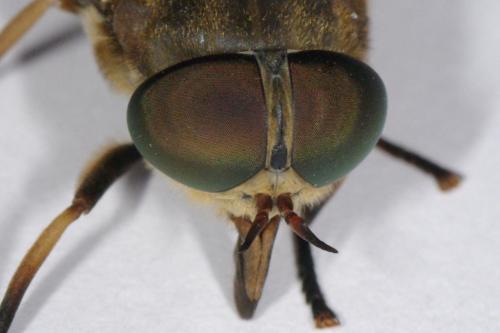 Réf. 89 452 : Tabanus sudeticus